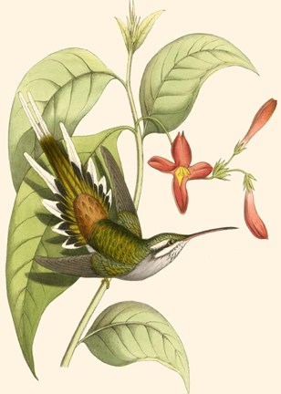 Framed Delicate Hummingbird Print