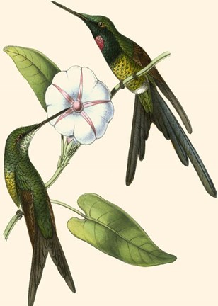 Framed Delicate Hummingbird III Print