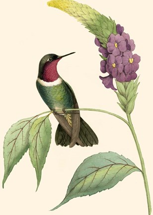 Framed Delicate Hummingbird IV Print
