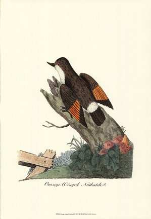 Framed Orange-winged Nuthatch Print