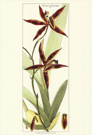 Framed Brilliant Orchids I Print