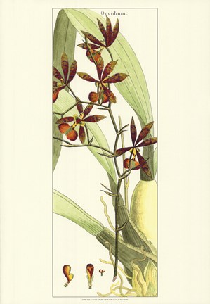 Framed Brilliant Orchids II Print