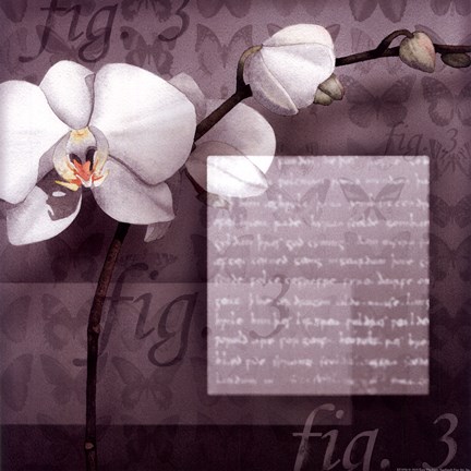Framed Orchid Print