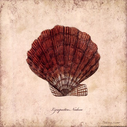 Framed Shells II Print