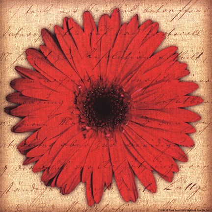 Framed Red Gerbera Print