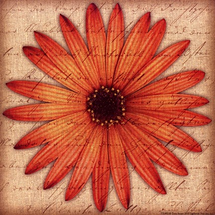 Framed Orange Daisy Print