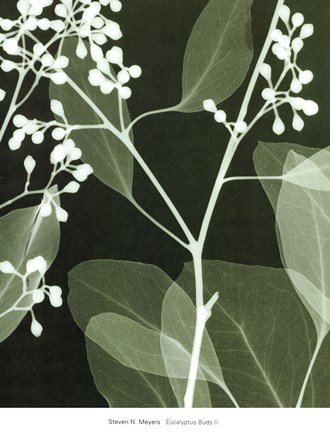 Framed Eucalyptus Buds II Print
