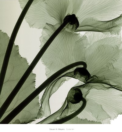 Framed Cyclamen Print