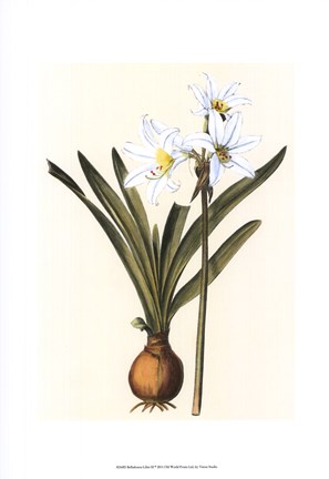 Framed Belladonna Lilies III Print