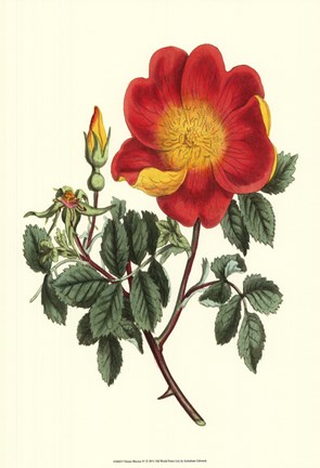 Framed Vibrant Blooms IV Print