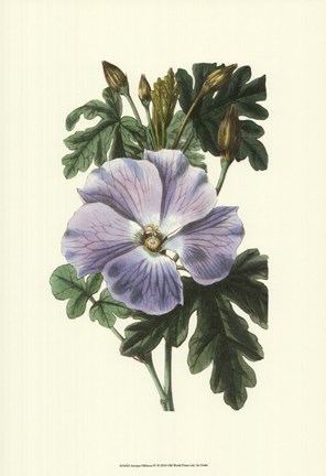 Framed Antique Hibiscus IV Print