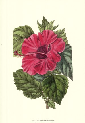 Framed Antique Hibiscus II Print