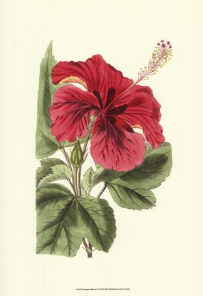 Framed Antique Hibiscus I Print