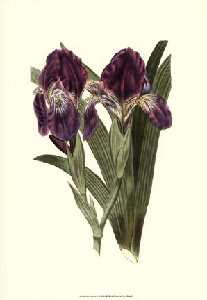 Framed Iris Varieties II Print