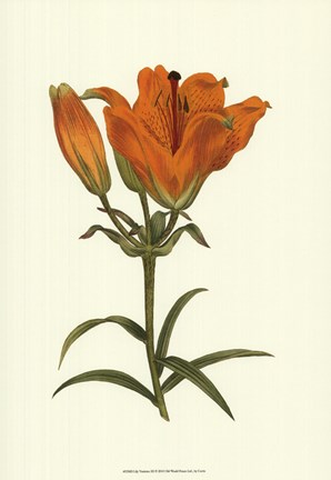 Framed Lily Varieties III Print