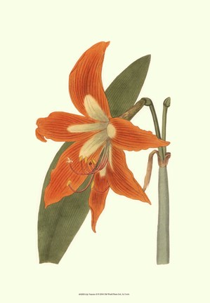 Framed Lily Varieties II Print