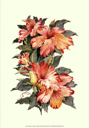 Framed Hibiscus II Print