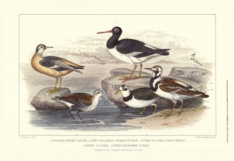 Framed Oyster Catchers Print