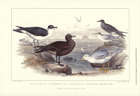 Framed Gulls &amp; Terns Print