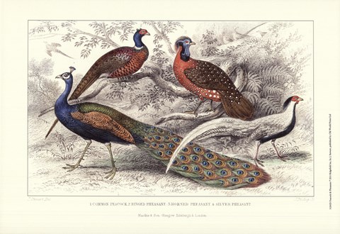Framed Peacock &amp; Pheasants Print