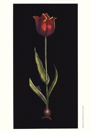 Framed Tulipe Print