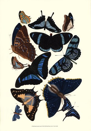 Framed Blue Butterfly Study Print