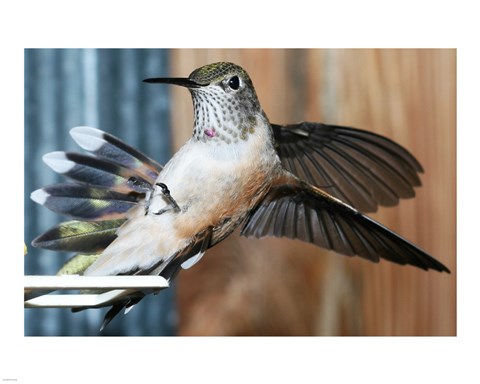Framed Broad-tailed Hummingbird Female Landing at Feeder Print