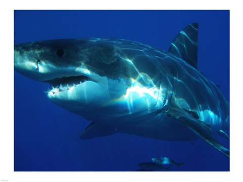 Framed Carcharodon Carcharias Print