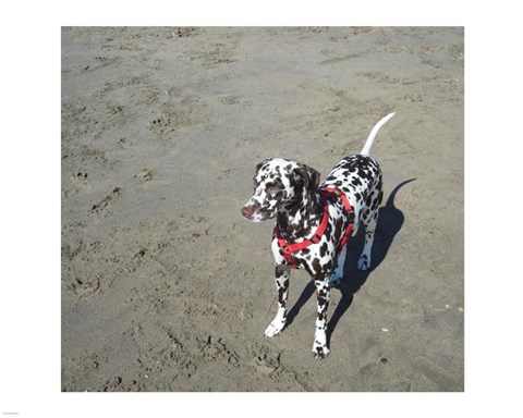 Framed Dalmatian Castanhas Print