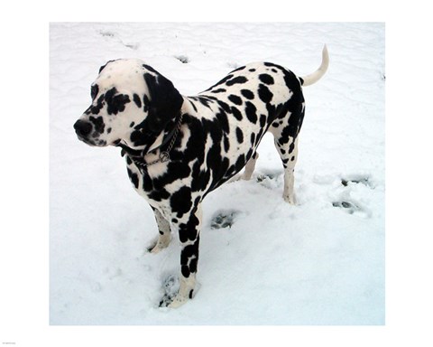 Framed Dalmatian in Snow Print