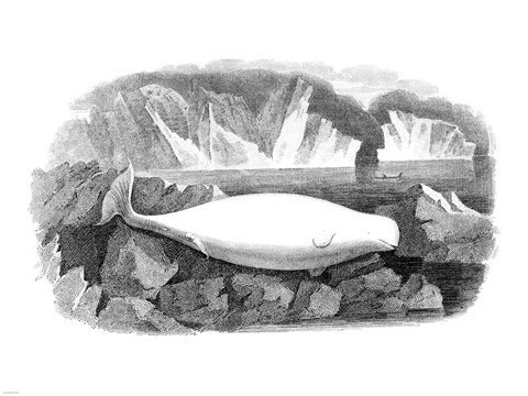 Framed Delphinapterus Leucas Print