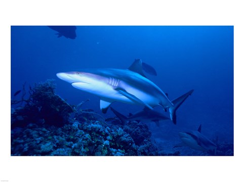 Framed Grey Shark Print