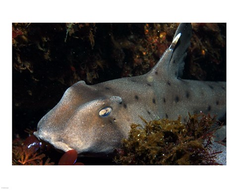 Framed Heterodontus Francisci Print