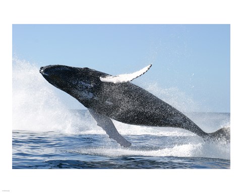 Framed Humpback Whale Jumping Print
