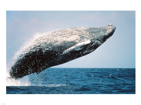 Framed Humpback Whale Breaching Print