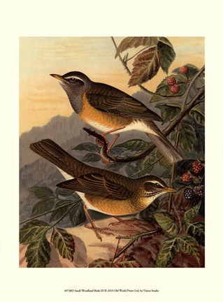 Framed Small Woodland Birds III Print