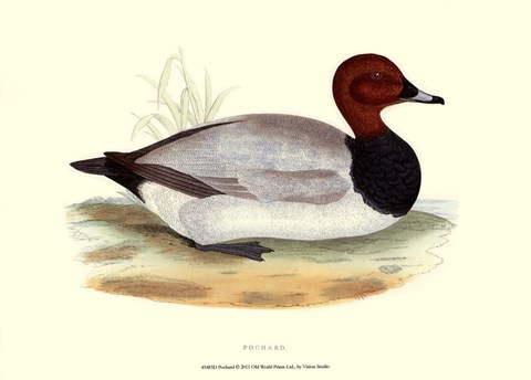 Framed Pochard Print