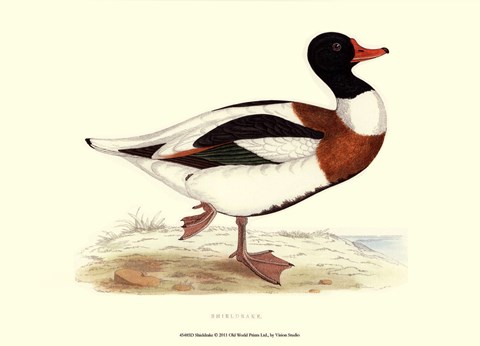 Framed Shieldrake Print