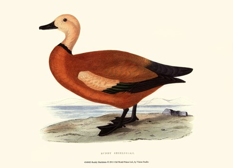 Framed Ruddy Shieldrake Print