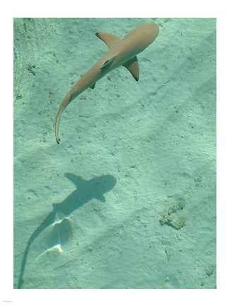 Framed Maldives Blacktip Reef Shark, Carcharhinus Melanopterus Print