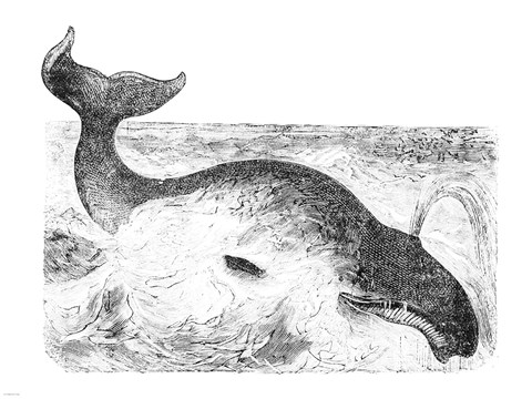 Framed Whalebone Whale Print