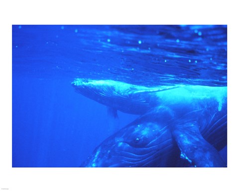 Framed Humpback whale mother and calf Print
