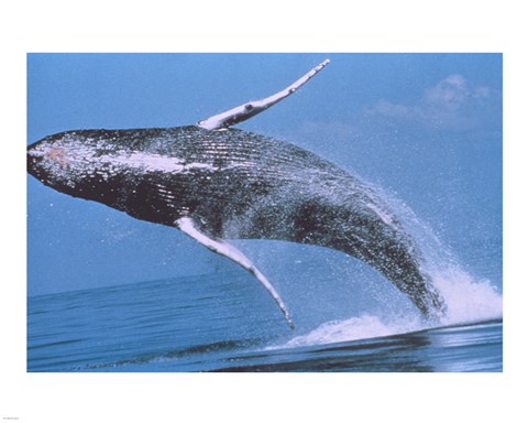 Framed Humpback whale breaching Print