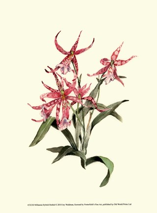 Framed Miltassia Hybrid Orchid Print