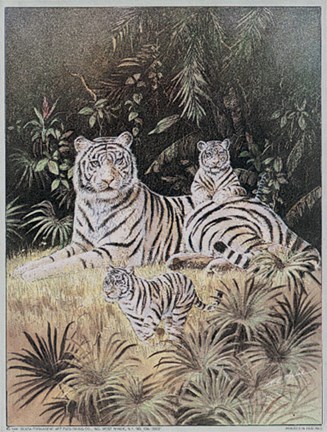 Framed T.c. Chiu - White Tiger Cubs Size 6x8 Print