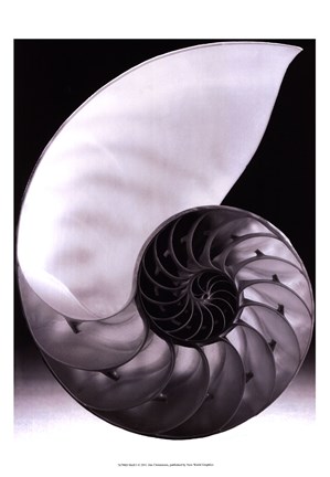 Framed Shell I Print