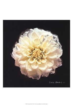 Framed Vibrant Flower V Print