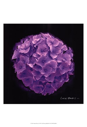 Framed Vibrant Flower I Print