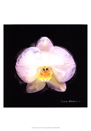 Framed Vibrant Flower IV Print