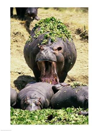 Framed Group of Hippopotamus, one with mouth open (Hippopotamus Amphibius) Print